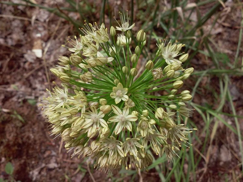 Изображение особи Allium eriocoleum.