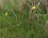 Tulipa biebersteiniana. Цветущее растение среди прошлогодних листьев Erianthus ravennae. Ставропольский край, Степновский район, \"влажные пески\" восточнее Иргаклы. 25.04.2007.