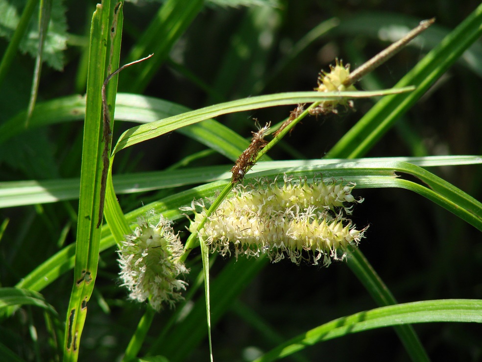 Image of Carex rhynchophysa specimen.