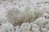 Cladonia stellaris