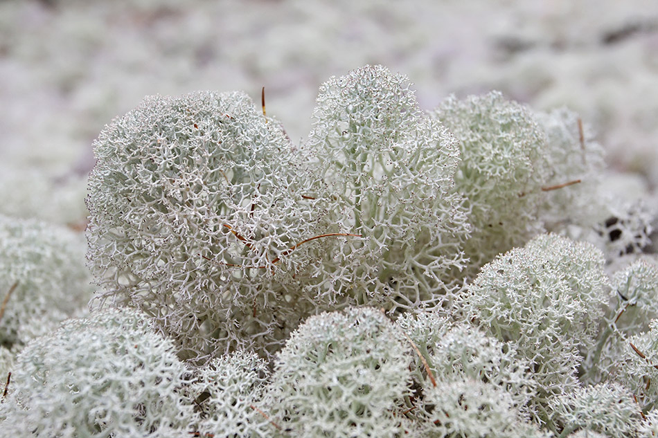 Image of Cladonia stellaris specimen.