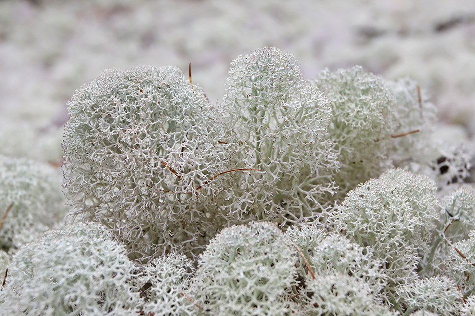 Изображение особи Cladonia stellaris.