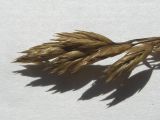 Festuca djimilensis