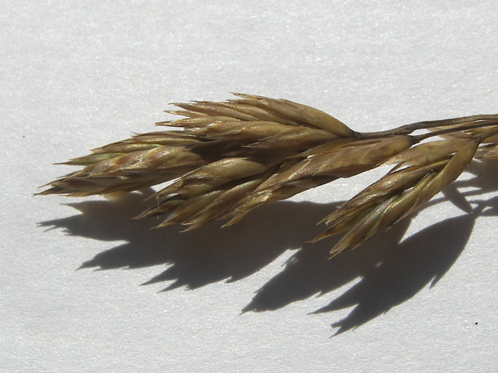 Image of Festuca djimilensis specimen.