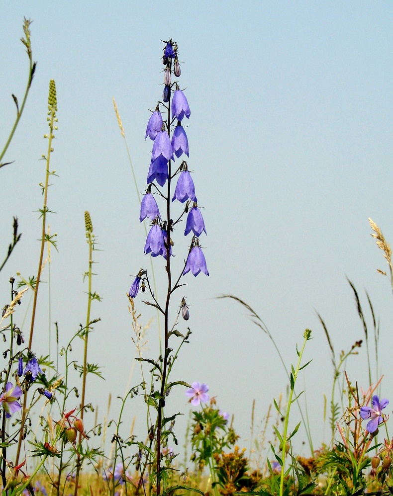 Изображение особи Adenophora coronopifolia.