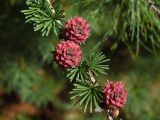 Larix cajanderi