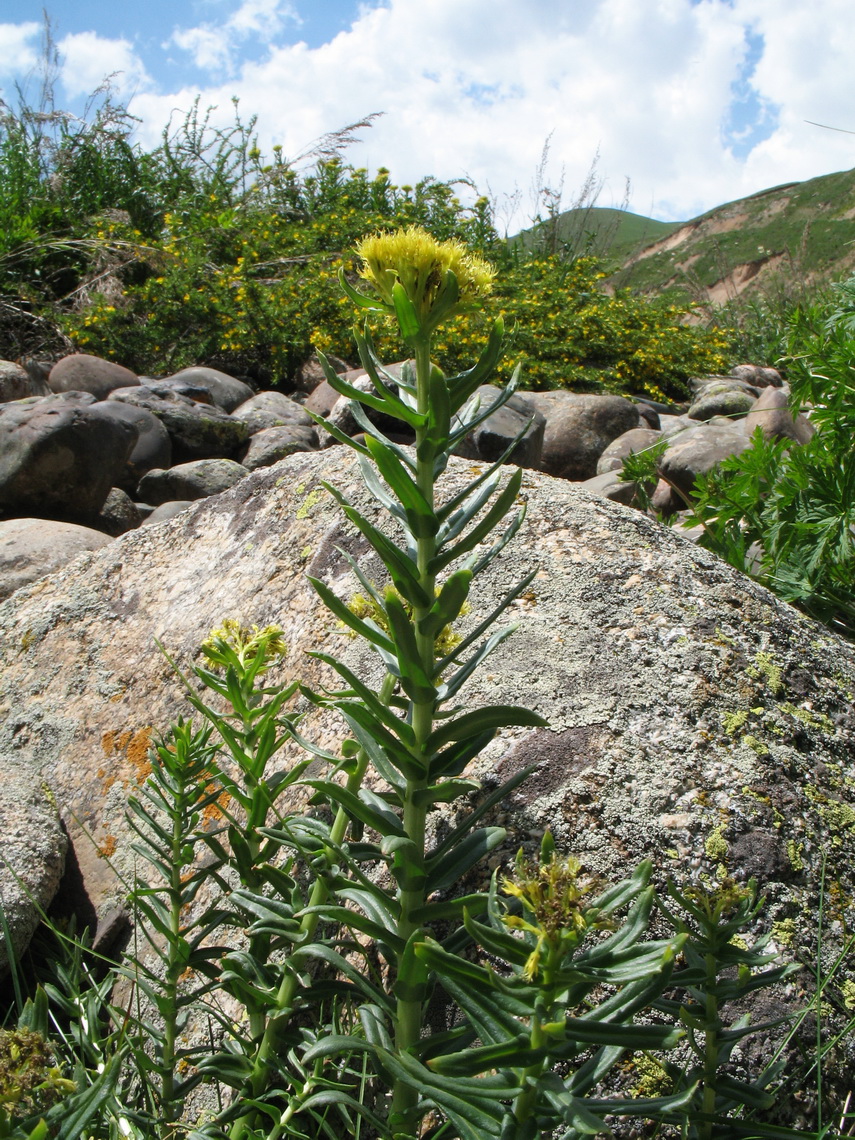 Изображение особи Rhodiola litwinowii.