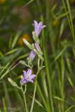 Campanula praealta. Верхушка цветущего растения. Молдова, Оргеевский р-н, окр. с. Требужены, известняковые скалы. 08.05.2015.
