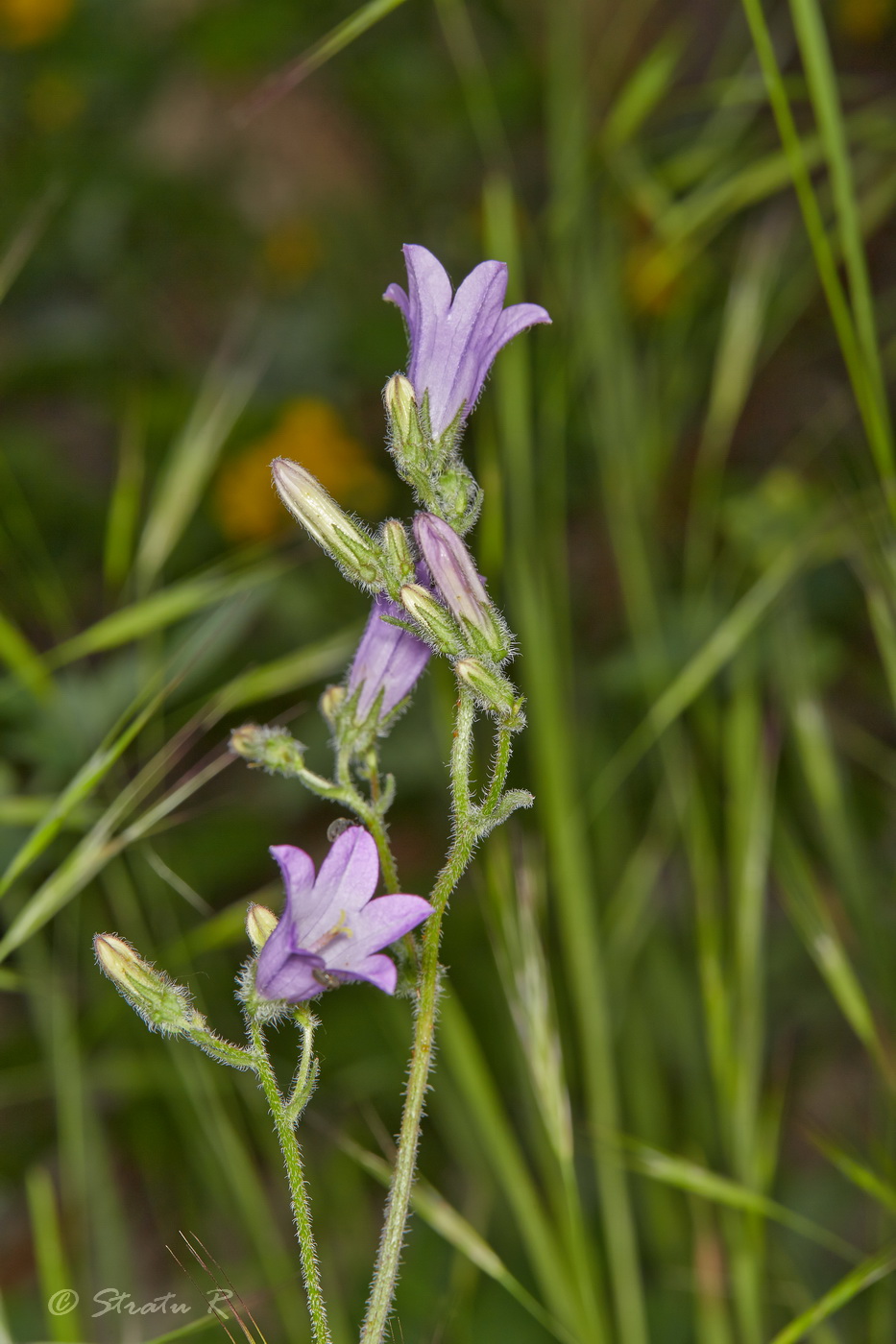 Image of Campanula praealta specimen.