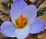 Crocus biflorus