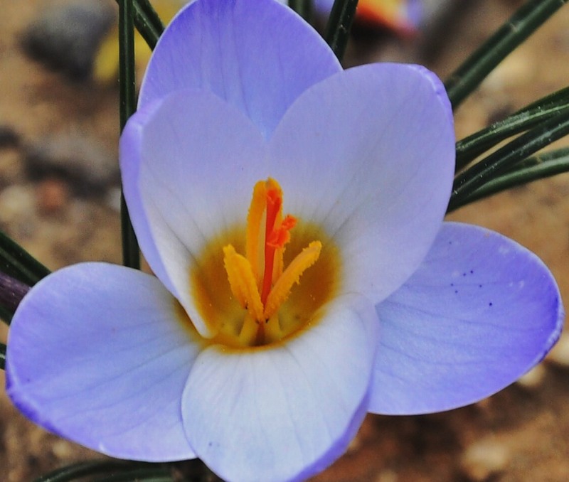 Изображение особи Crocus biflorus.