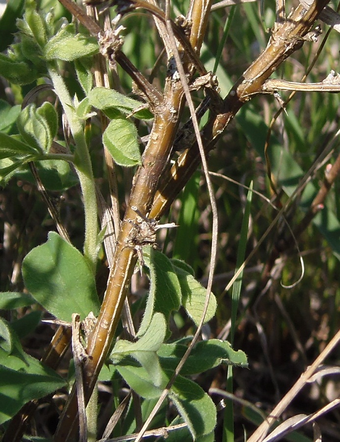 Image of Caragana mollis specimen.