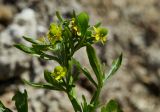 Ranunculus sceleratus. Верхушка цветущего растения. Молдова, Оргеевский р-н, окр. с. Бутучены, известняковая осыпь. 08.05.2015.