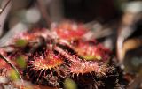Drosera rotundifolia