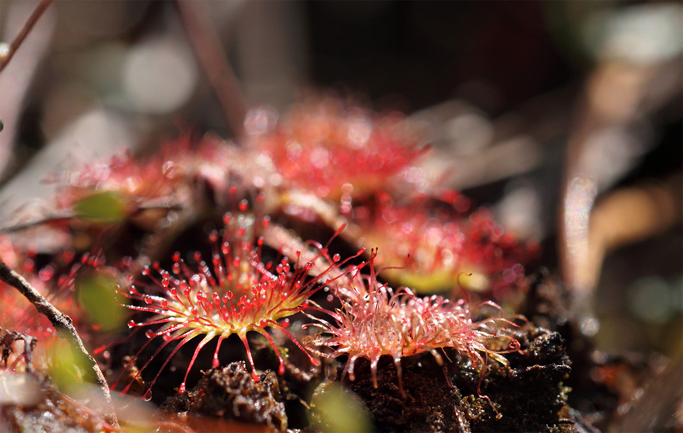 Изображение особи Drosera rotundifolia.