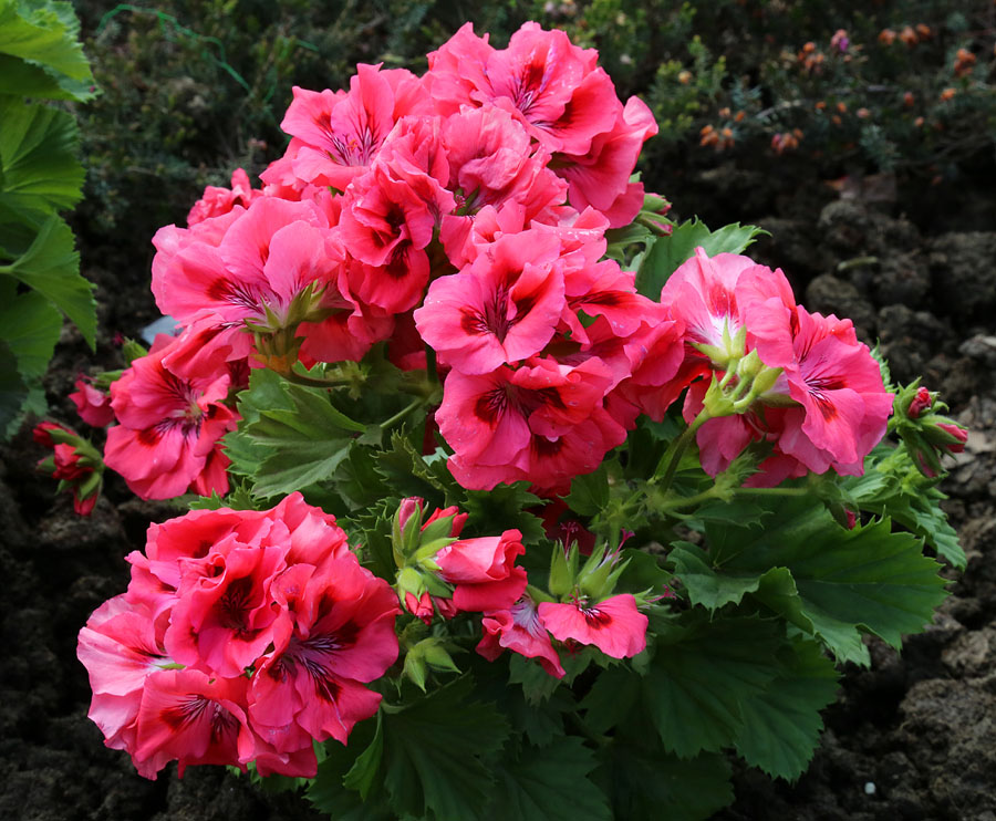 Image of Pelargonium &times; domesticum specimen.