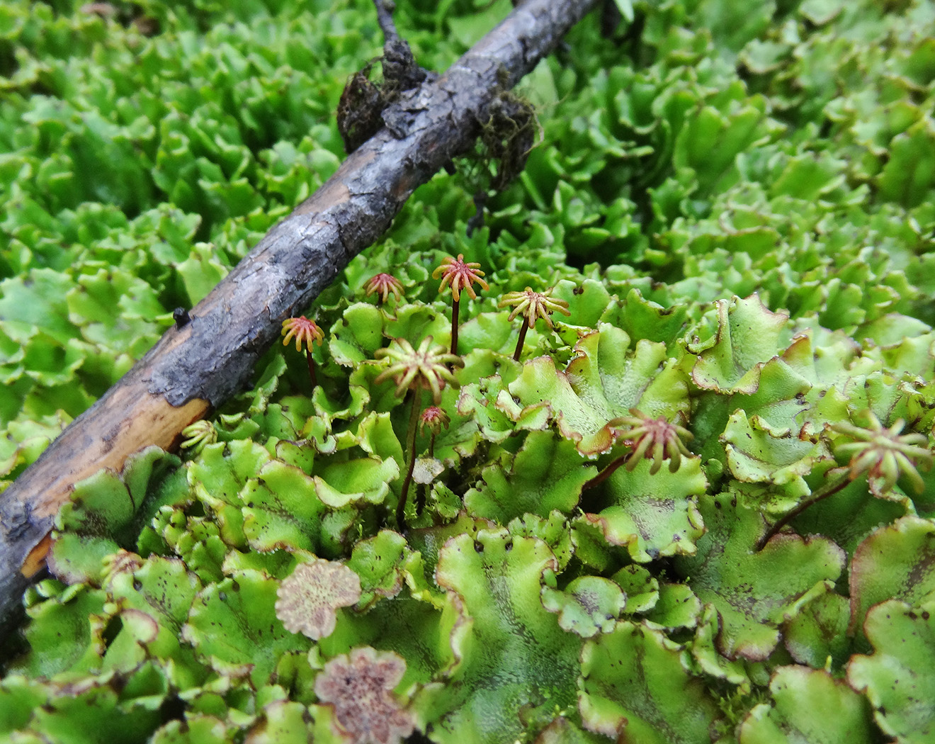 Изображение особи Marchantia polymorpha.