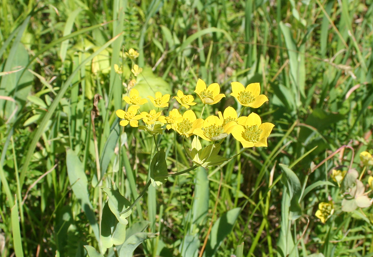 Изображение особи Bupleurum aureum ssp. porfirii.