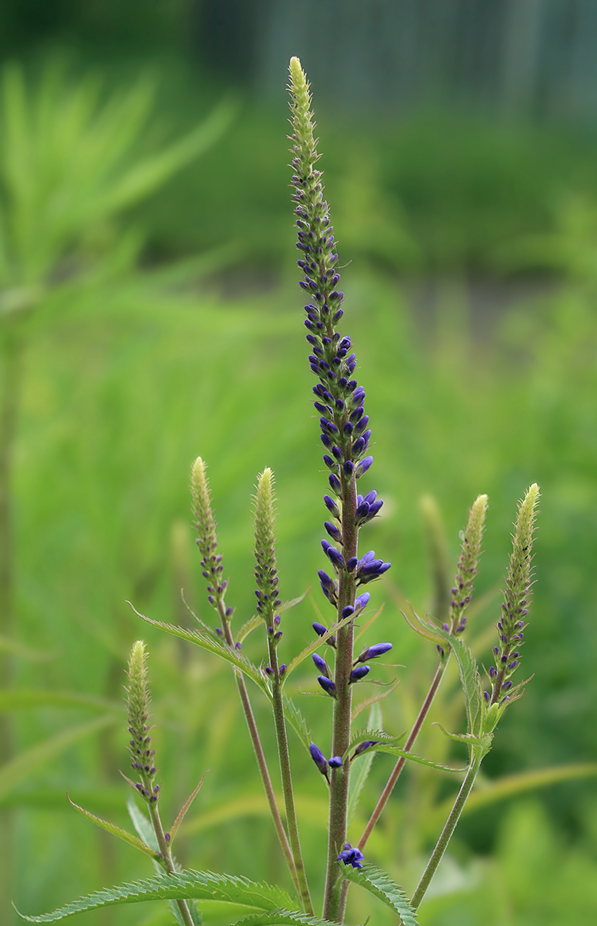 Изображение особи Veronica longifolia.