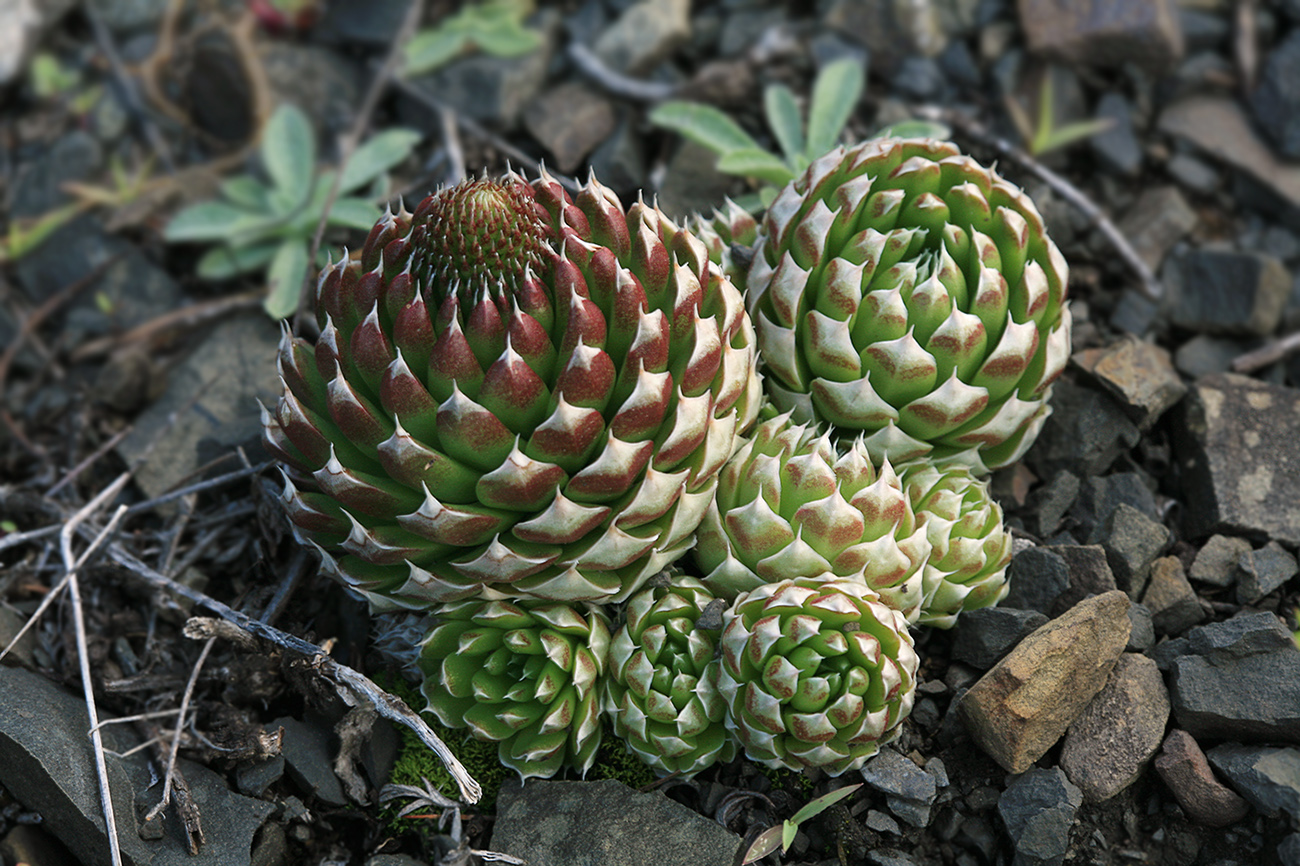 Image of Orostachys spinosa specimen.