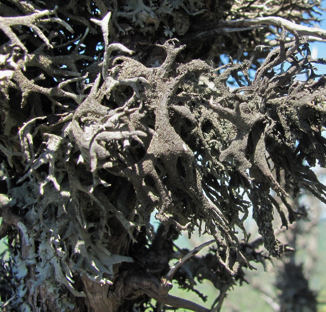 Image of Pseudevernia furfuracea specimen.