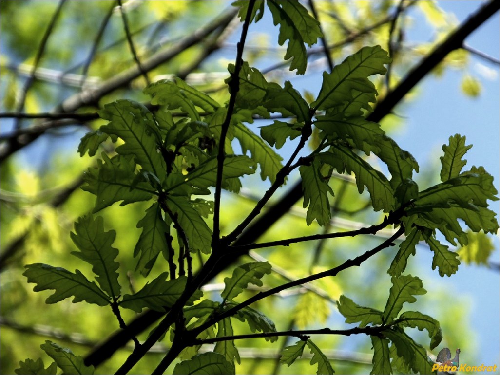 Image of Quercus robur specimen.