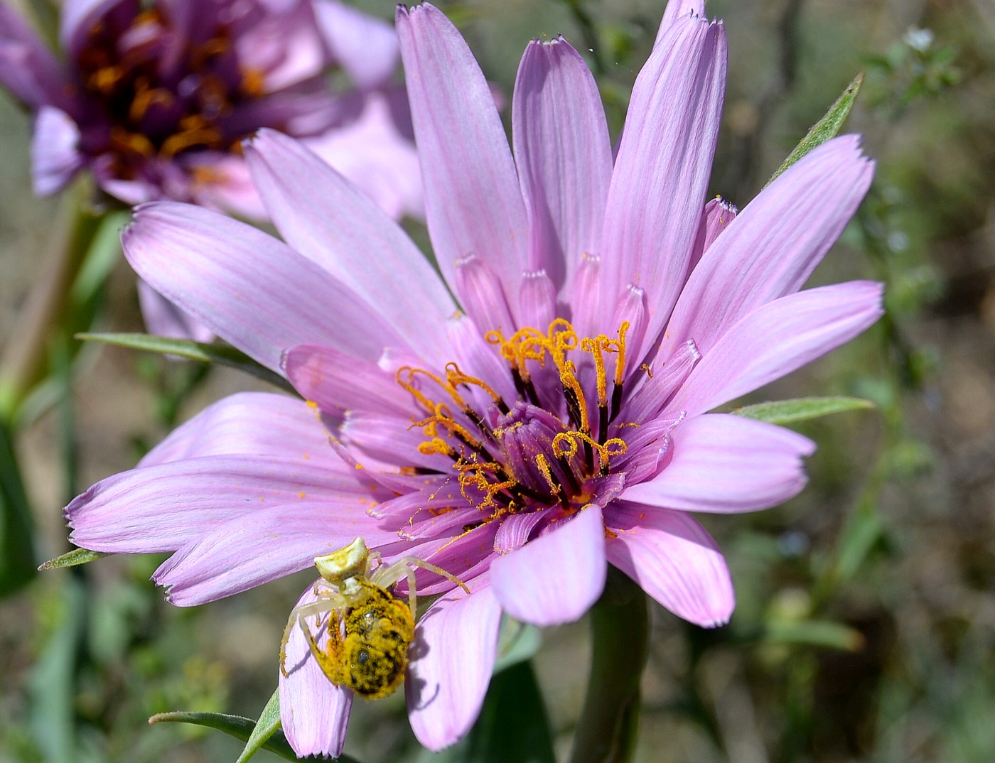 Изображение особи Tragopogon marginifolius.