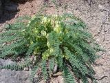 Astragalus utriger