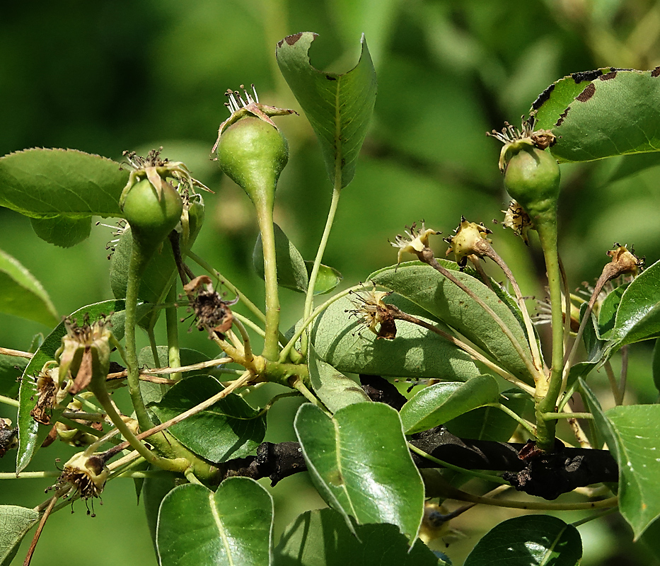 Image of Pyrus communis specimen.
