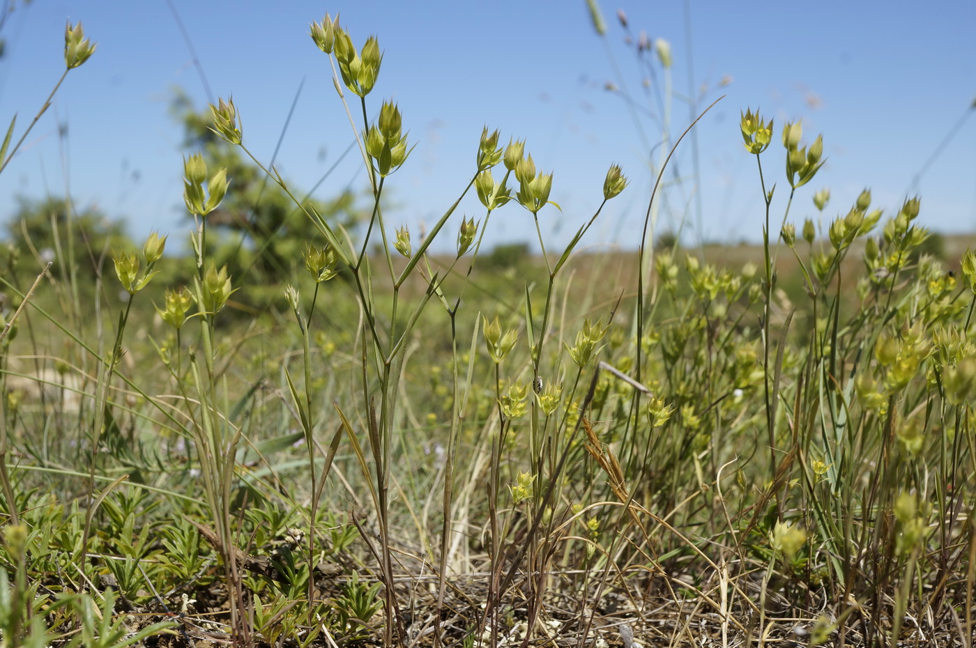 Image of Bupleurum baldense specimen.