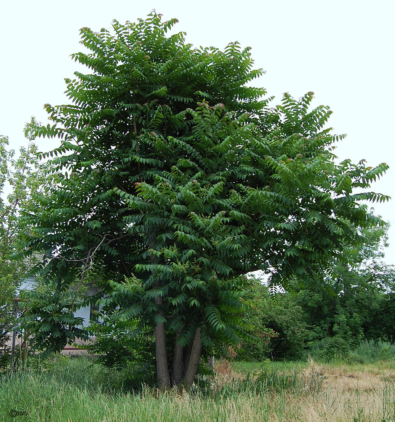 Изображение особи Ailanthus altissima.