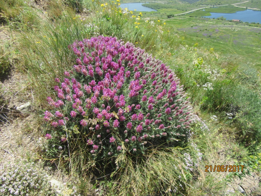 Изображение особи семейство Fabaceae.