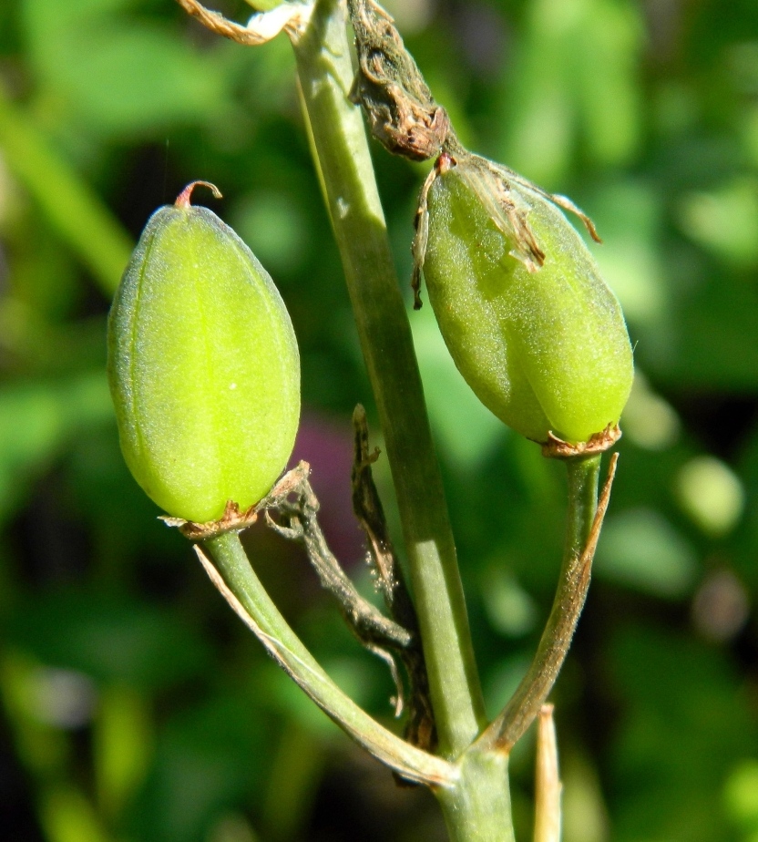 Image of Anthericum liliago specimen.