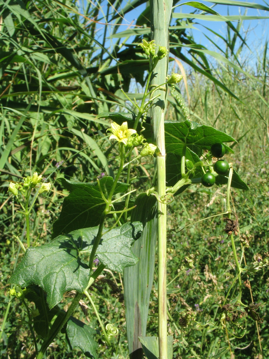 Image of Bryonia melanocarpa specimen.