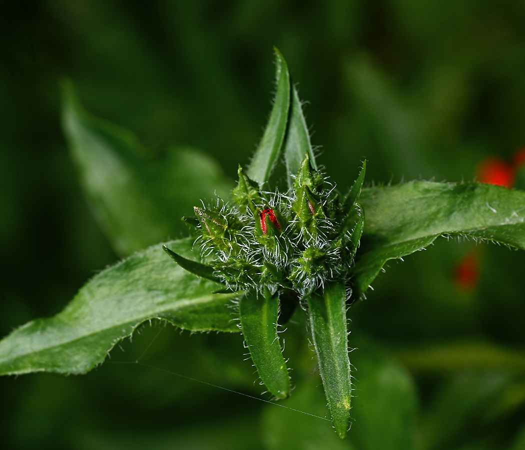 Изображение особи Lychnis chalcedonica.