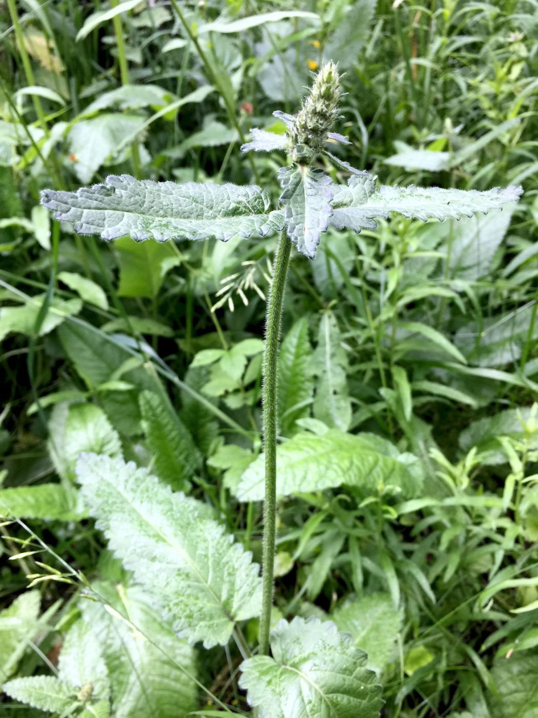 Изображение особи Betonica officinalis.