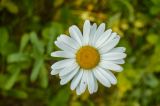 Leucanthemum vulgare