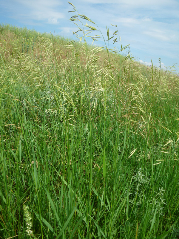 Изображение особи Bromopsis inermis.