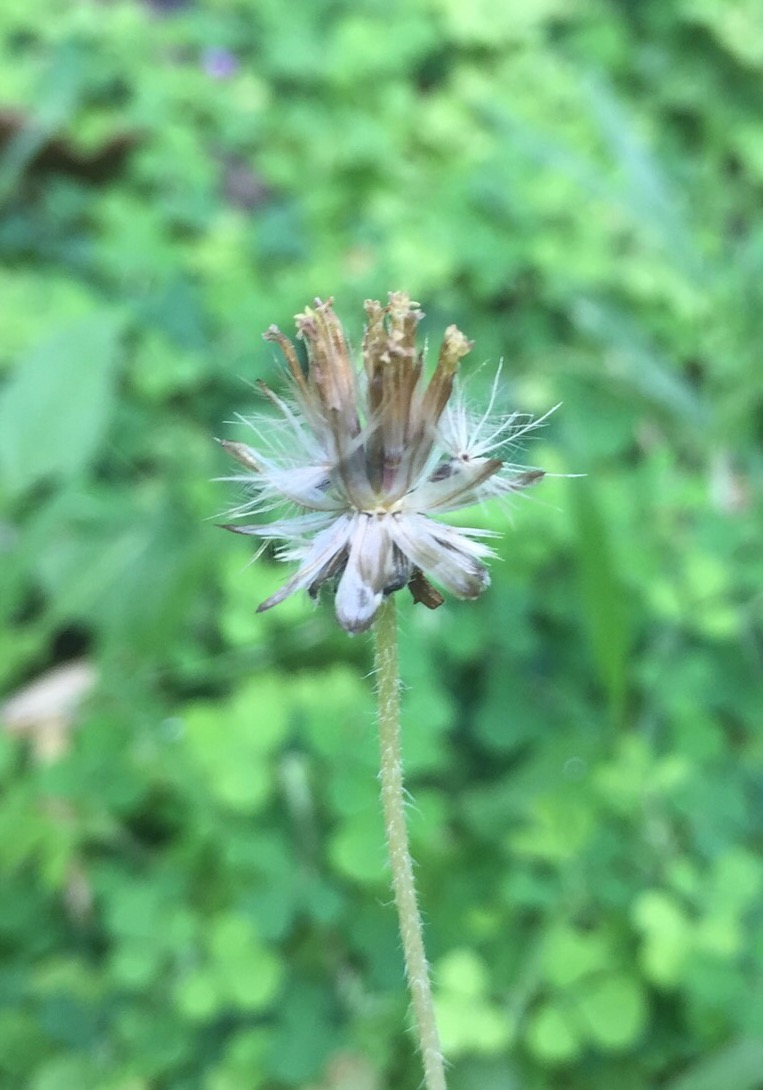 Image of Tridax procumbens specimen.