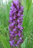 Dactylorhiza incarnata