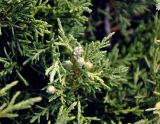 Juniperus turkestanica