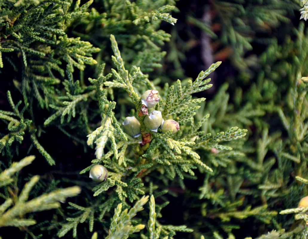 Image of Juniperus turkestanica specimen.