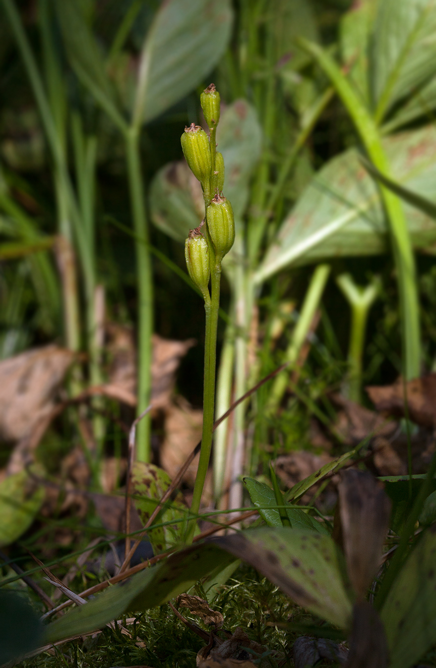 Image of Liparis loeselii specimen.