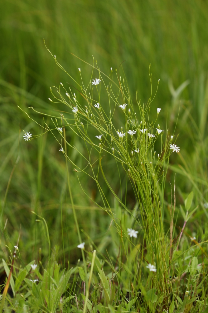 Image of Stellaria filicaulis specimen.