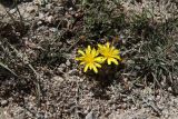genus Taraxacum