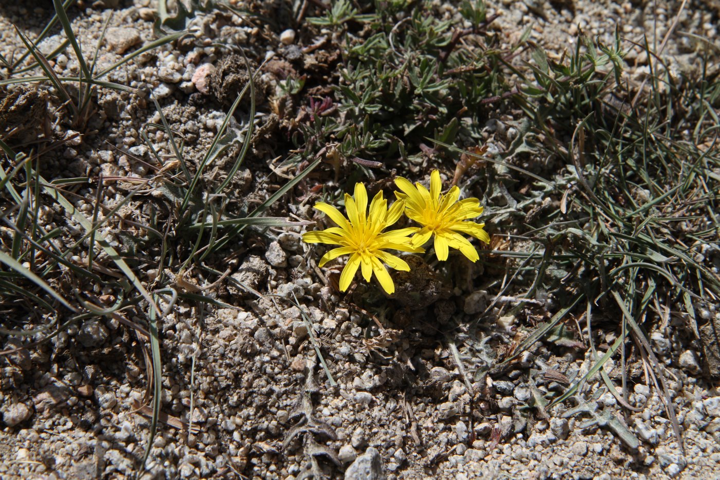 Изображение особи род Taraxacum.