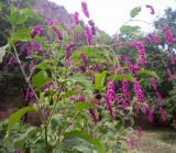 Persicaria orientalis