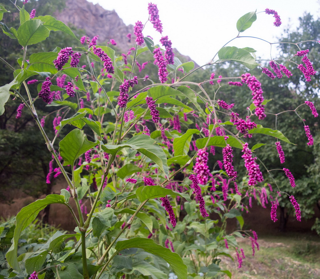 Image of Persicaria orientalis specimen.