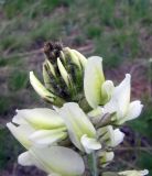 Oxytropis macrocarpa