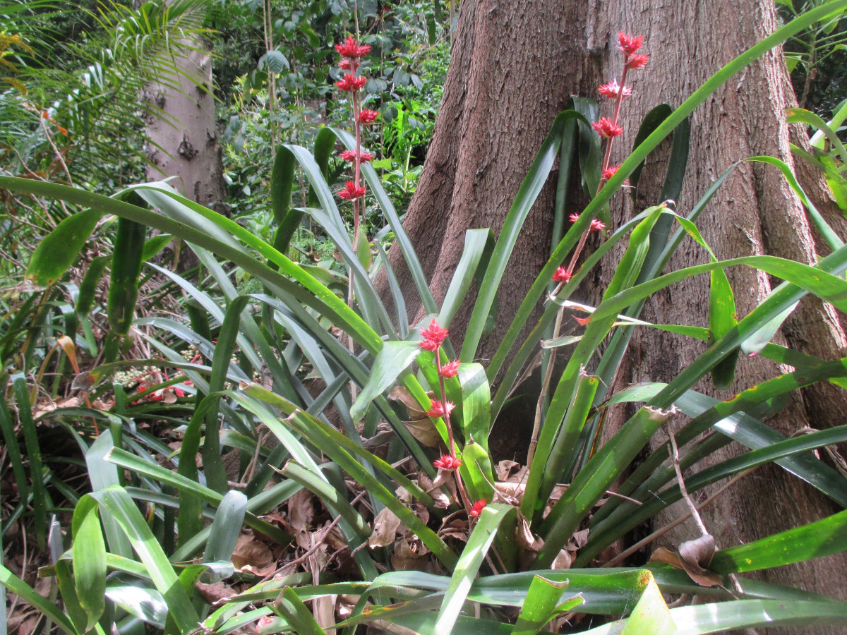 Image of Hohenbergia stellata specimen.